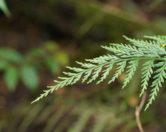 Asplenium gracillimum