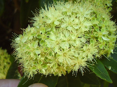 Backhousia citriodora