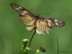 Acraea lycoa