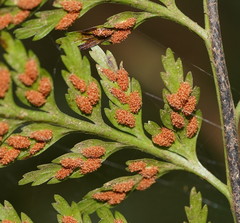 Asplenium gracillimum