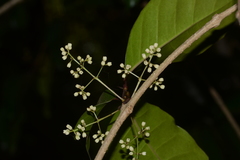Olea dioica
