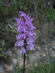 Dactylorhiza fuchsii fuchsii