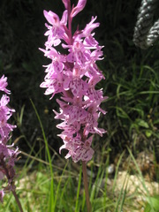 Dactylorhiza fuchsii fuchsii