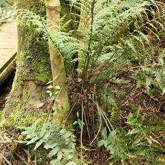 Asplenium gracillimum