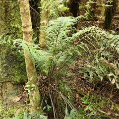Asplenium gracillimum