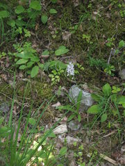 Dactylorhiza fuchsii fuchsii
