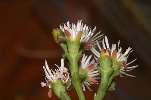 Image of Ruschia multiflora by (c) Brian du Preez, some rights reserved (CC BY-SA)