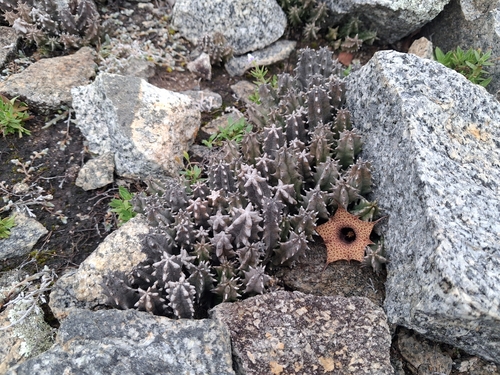 Huernia hislopii
