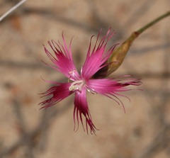 Dianthus bolusii