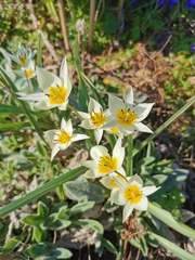 Tulipa turkestanica