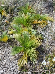 Aciphylla glacialis