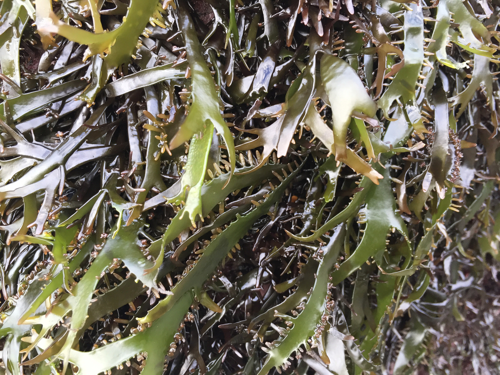 Sarcothalia marginifera