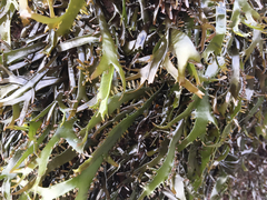 Sarcothalia marginifera