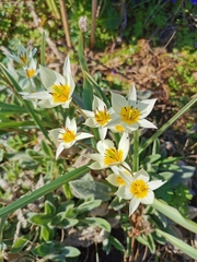 Tulipa turkestanica