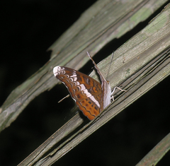 Lebadea martha martha