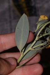 Rafnia racemosa