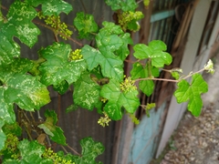 Vitis thunbergii