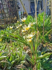 Tulipa turkestanica