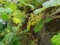 Vitis thunbergii