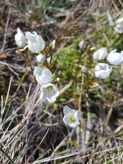 Gentianella muelleriana