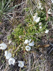 Gentianella muelleriana