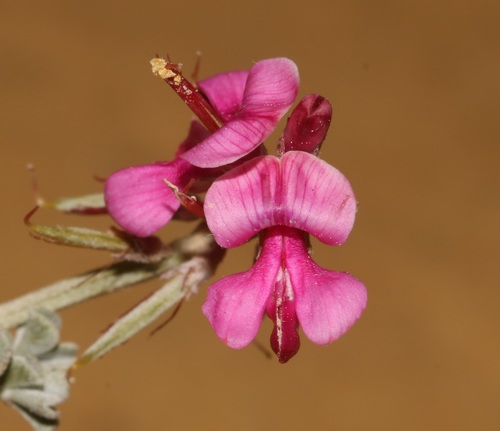 Image of Indigofera crinita by (c) Brian du Preez, some rights reserved (CC BY-SA)