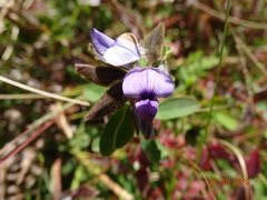 Crotalaria sessiliflora