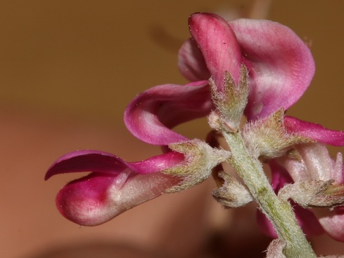 Image of Indigofera crinita by (c) Brian du Preez, some rights reserved (CC BY-SA)