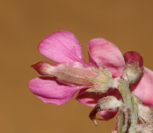 Image of Indigofera crinita by (c) Brian du Preez, some rights reserved (CC BY-SA)