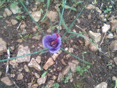 Crocus sativus