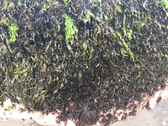 Sarcothalia marginifera