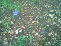 Crocus sativus