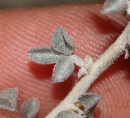 Image of Indigofera crinita by (c) Brian du Preez, some rights reserved (CC BY-SA)