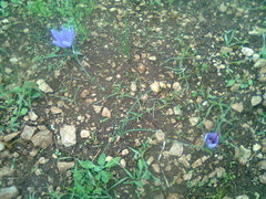 Crocus sativus