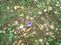 Crocus sativus