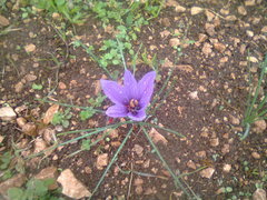 Crocus sativus