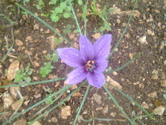 Crocus sativus