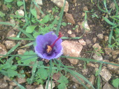 Crocus sativus