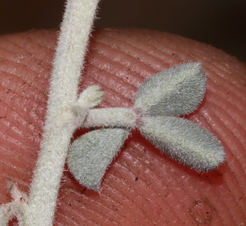 Image of Indigofera crinita by (c) Brian du Preez, some rights reserved (CC BY-SA)