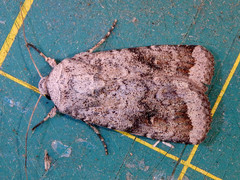 Proteuxoa amaurodes