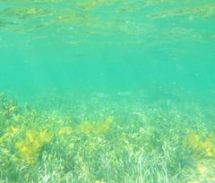 Helotes octolineatus