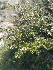 Nematolepis ovatifolia