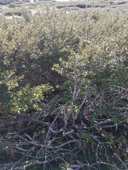 Nematolepis ovatifolia