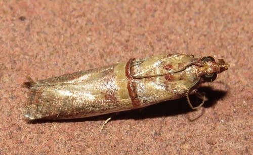Hypargyria metalliferella Ragonot, 1888