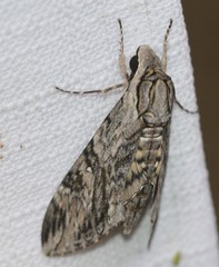 Agrius godarti