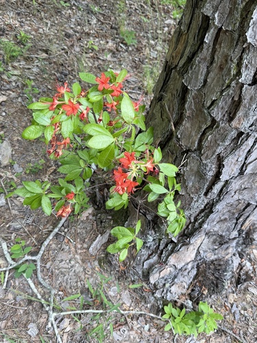 Flame azalea