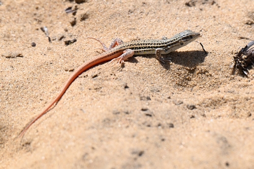Spiny-footed Lizard, Prowincja Huelva, Hiszpania, photo 10 of 10