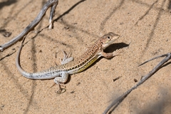 Spiny-Footed Lizard photo 4