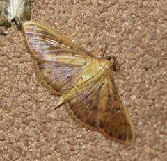 Patania balteata
