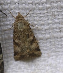 Heliothis punctifera